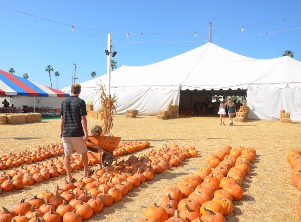 pumpkin patch